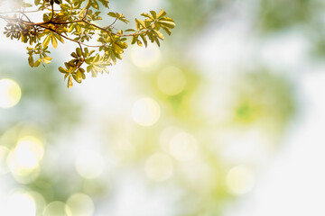 Green leaves blurred background with beautiful bokeh
