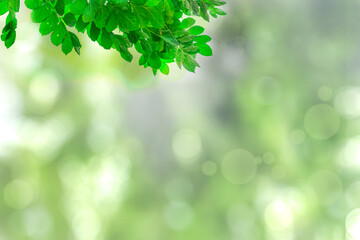 Fototapeta na wymiar Green leaves blurred background with beautiful bokeh