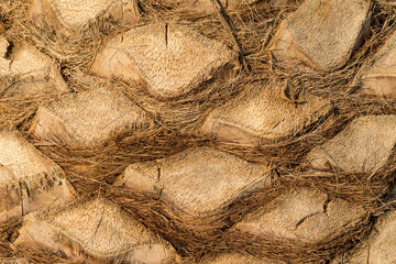 palm tree trunk