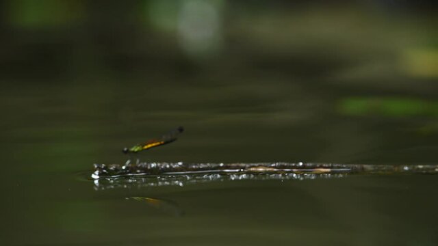small dragonfly stand on small branch in water
