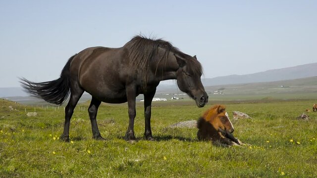 Horses grazing on a meadow in Iceland on a sunny day wiht foal