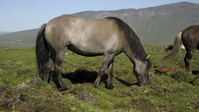 Horse grazing in a meadow in iceland