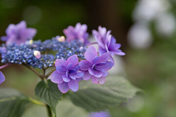 木立の中の紫陽花　千葉県多古町　日本