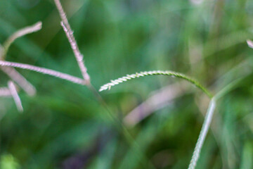 selective focus on grass. beautiful image for wallpaper