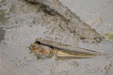 Mudskipper Amphibious fish Oxudercinae in Thailand exotic