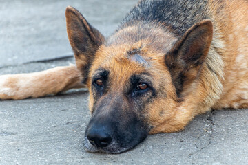 Sad german shepherd dog lying down outdoors