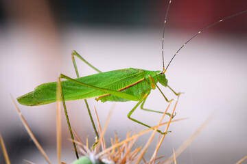 long horned grasshopper staying on the Cactus