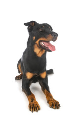 beauceron in studio