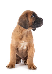 Obraz premium puppy cane corso