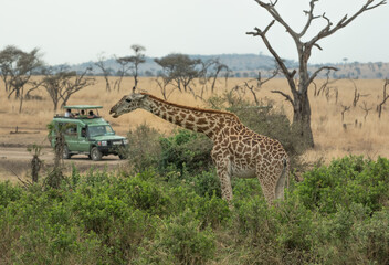 A game drive safari in Serengeti national park. 