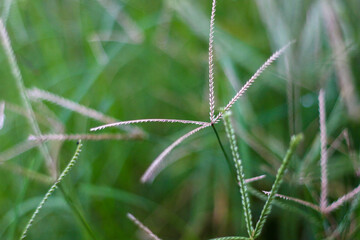 selective focus on grass. beautiful image for wallpaper