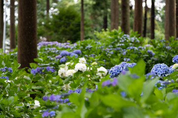 Fototapeta premium 木立の中の紫陽花 千葉県多古町 日本