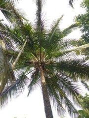 Obraz premium coconut palm tree