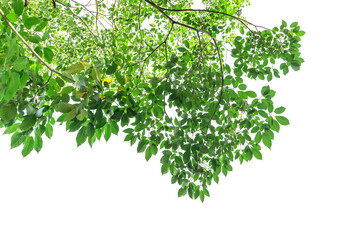 Green leaves isolated on a white background