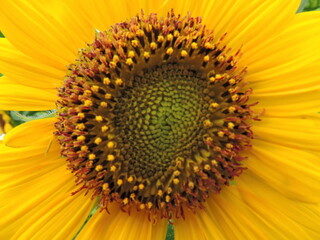 sunflower close up