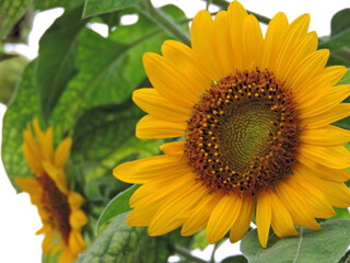 sunflower on the field