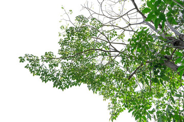 Green leaves isolated on a white background