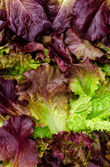 Background of fresh purple lettuce leaves.