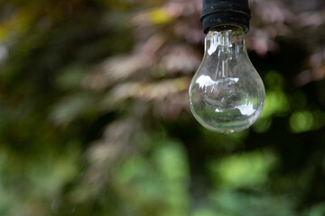 裸電球と若もみじ　千葉県多古町　日本寺