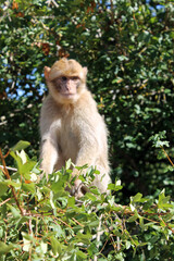 Macaque de Barbarie bébé