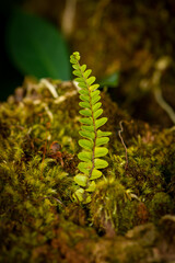 fern leaf in the forest