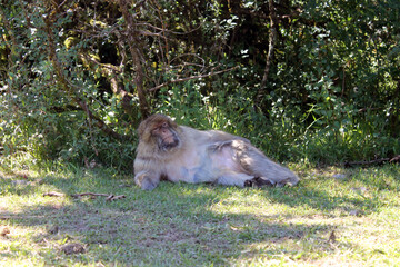 Macaque de Barbarie  allongé