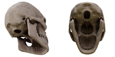 skull real anatomy