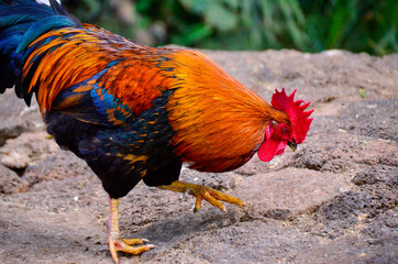 rooster in the garden - orange feather