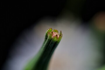 grass flower known as Bandotan. Closed up photography.