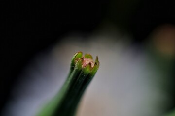 grass flower known as Bandotan. Closed up photography.