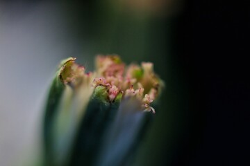 grass flower known as Bandotan. Closed up photography.