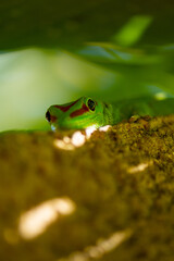 Gecko - Endemic green gecko from Mauritius - (Phelsuma ornata)