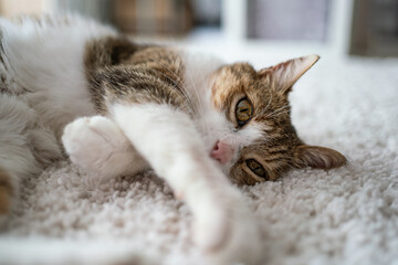 Obraz premium beautiful cat portrait