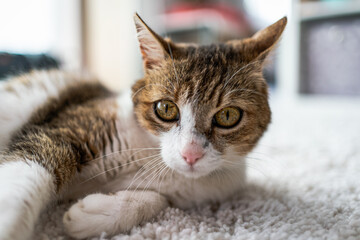 beautiful cat portrait