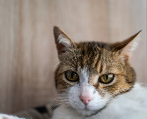 beautiful cat portrait