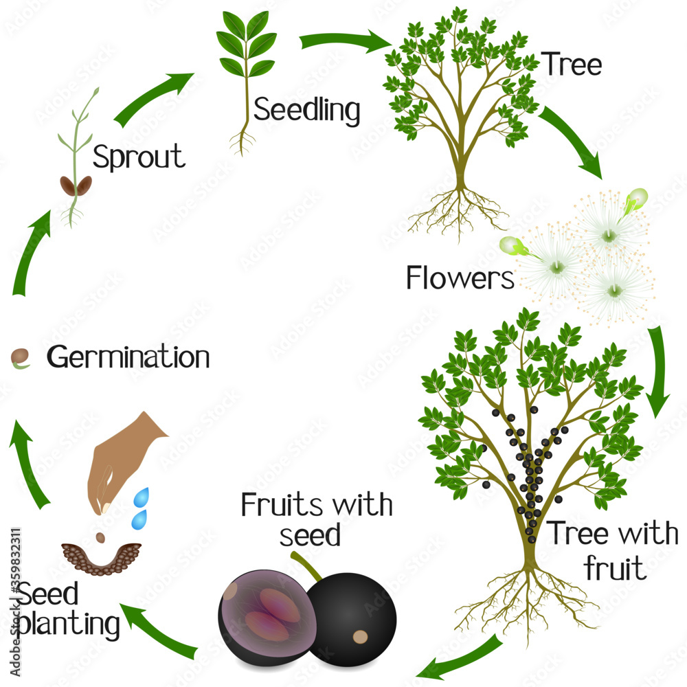 Wall mural A growth cycle of jaboticaba brazilian grape plant on a white background.