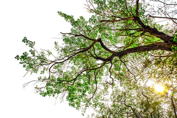 Green leaves isolated on a white background