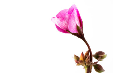 Pink Flower with buds on white background.  Mothers Day or Valentines Day Concept.