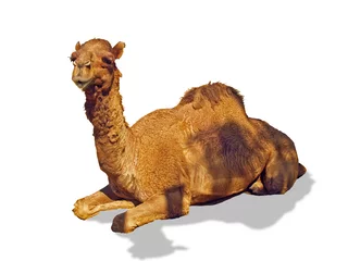 Gordijnen camel isolated on white background with clipping path © Artorn