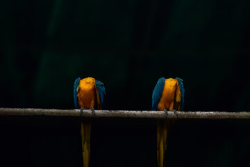 blue and yellow macaw sitting on a branch