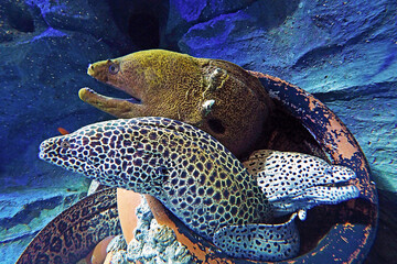 group of moray eel hiding in a clay pot under the sea