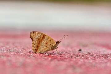 Butterfly (Junonia orithya) Peacock blue butterfly 