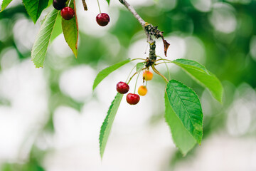 Fototapeta premium cherry on a green leaf