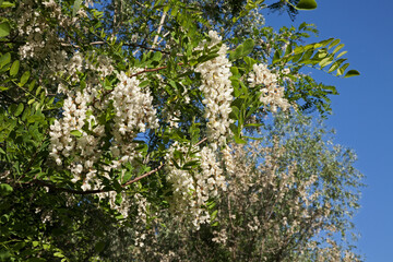 Flowering robinia pseudoacacia, also called black locust, are source of the acacia honey