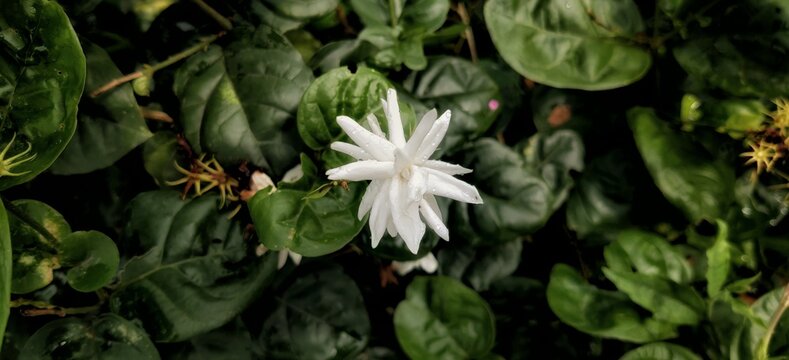 white jasmine crepe tagar flowers on a bright day. Tabernaemontana divaricata flowers also known as pinwheel flower or crape jasmine. Small beautiful white Gardenia jasminoides.