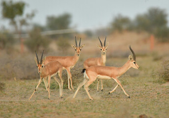 chinkara in desert national park, jaisalmer