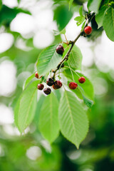 cherry on a green leaf