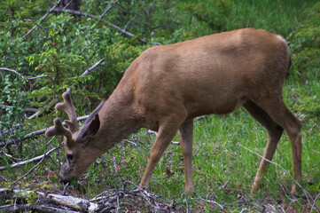 Mule Deer Buck