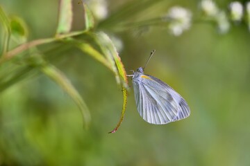 Butterfly larvae from the Taiwan (Pieris rapae crucivora) White cabbage butterfly. 