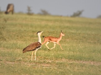 The Great Indian Bustard